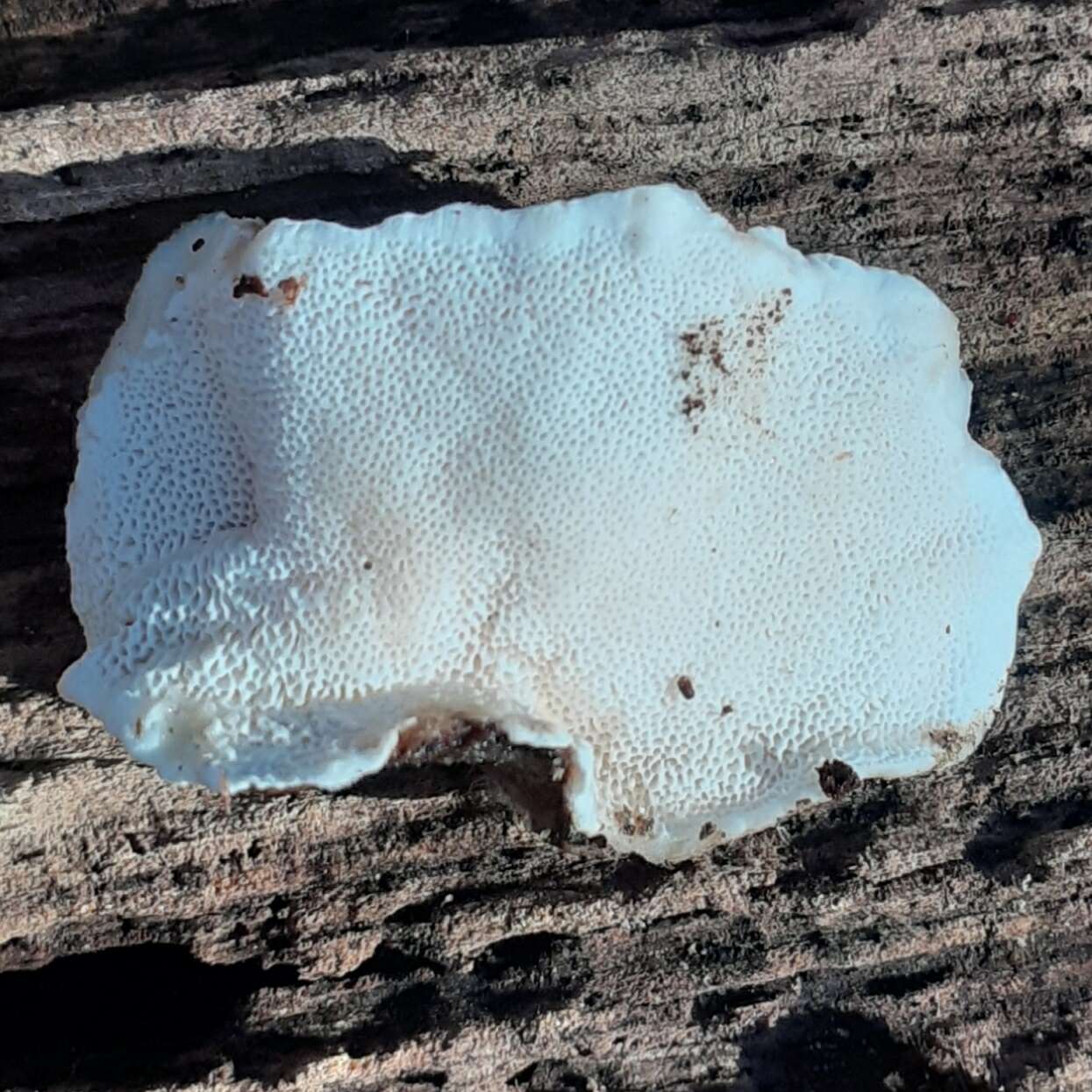 Image of Turkey Tail