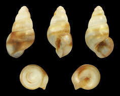 Image of common spire shell