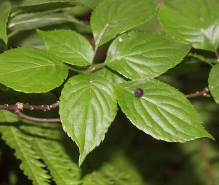 Image of Helwingia japonica (Thunb. ex Murray) F. G. Dietrich