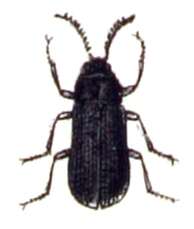 Image of cerophytid beetles