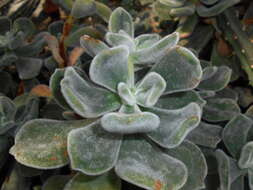 Image of Echeveria pulvinata Rose