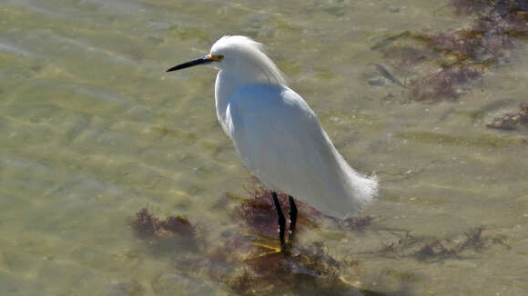 Image of Snowy Egret