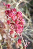 Rumex vesicarius L. resmi