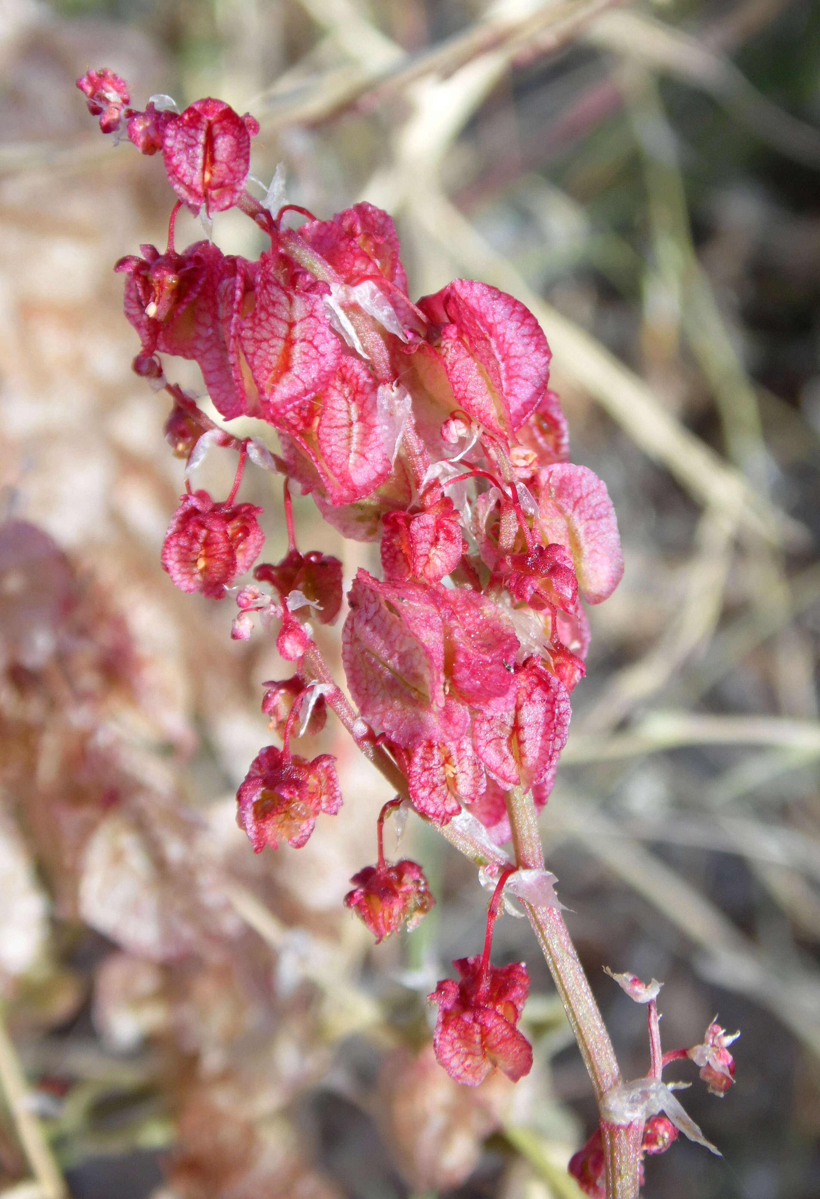 Rumex vesicarius L.的圖片