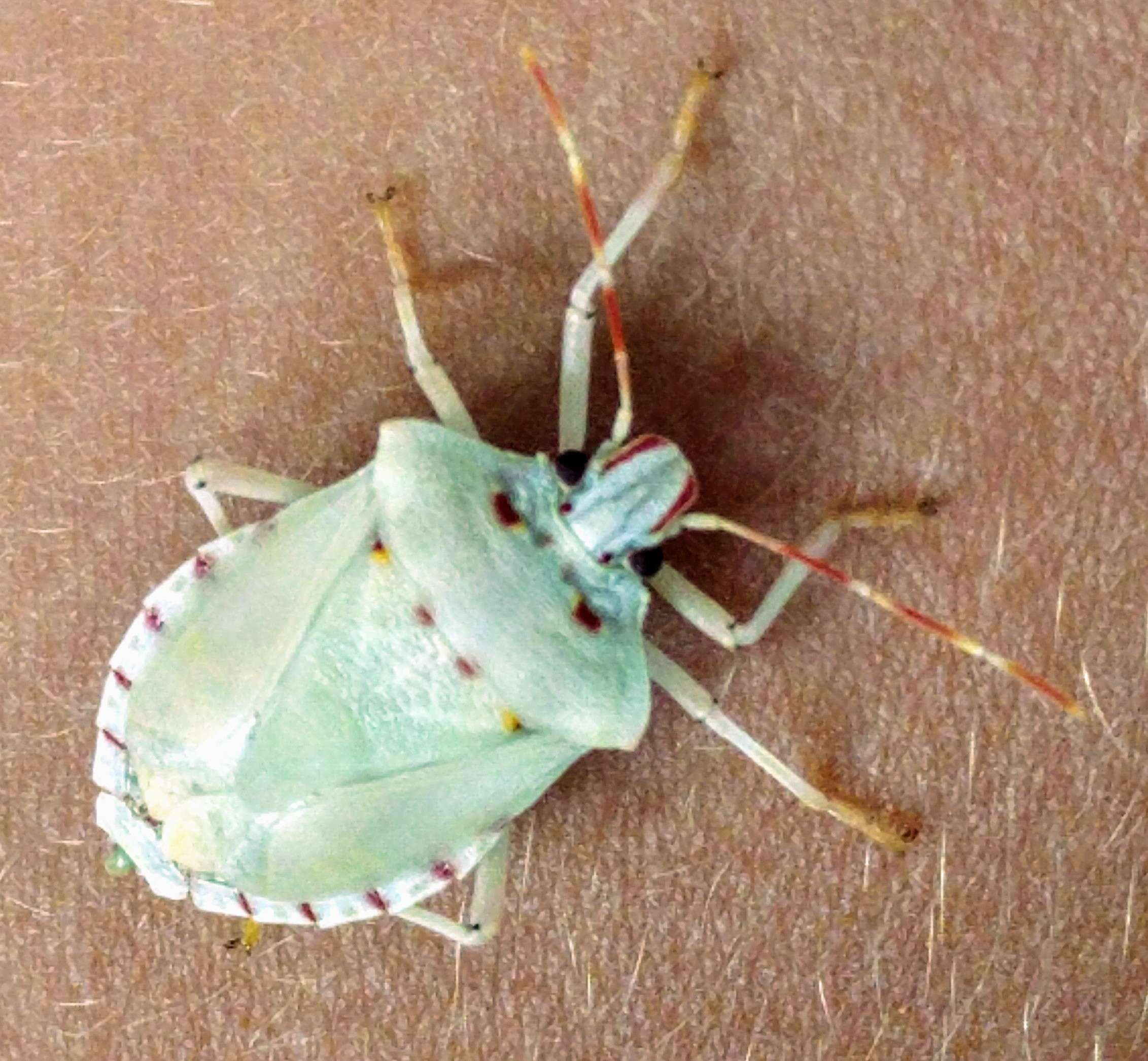 Image of Brown marmorated stink bug