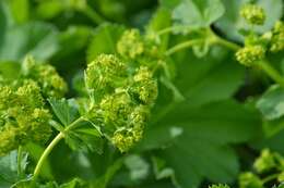 Image of hairy lady's mantle