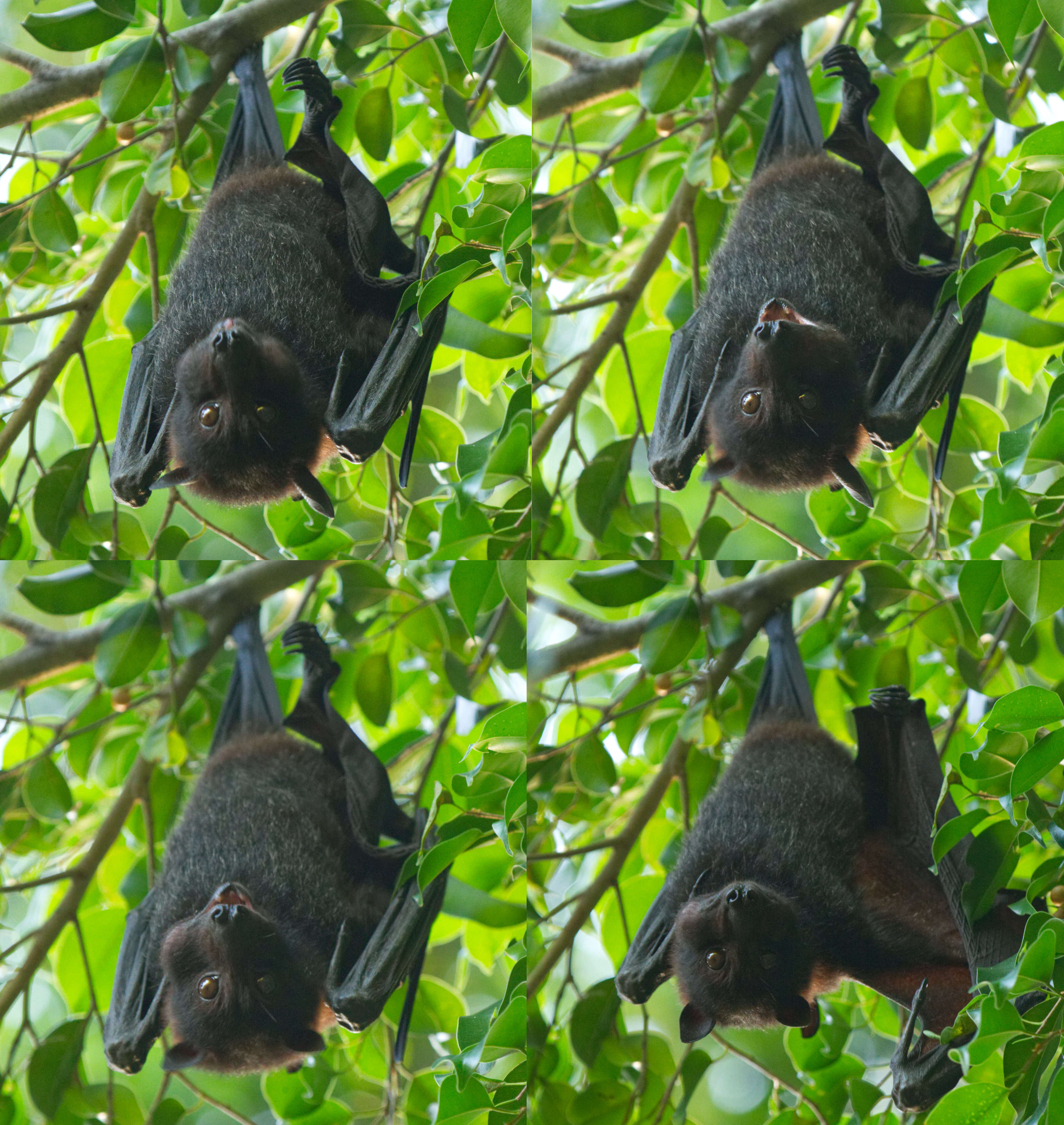 Image of Black Flying Fox