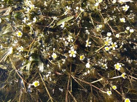 Image of Ranunculus rionii Lagger