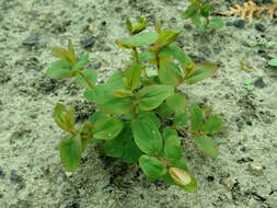 Image of mountain St. John's Wort