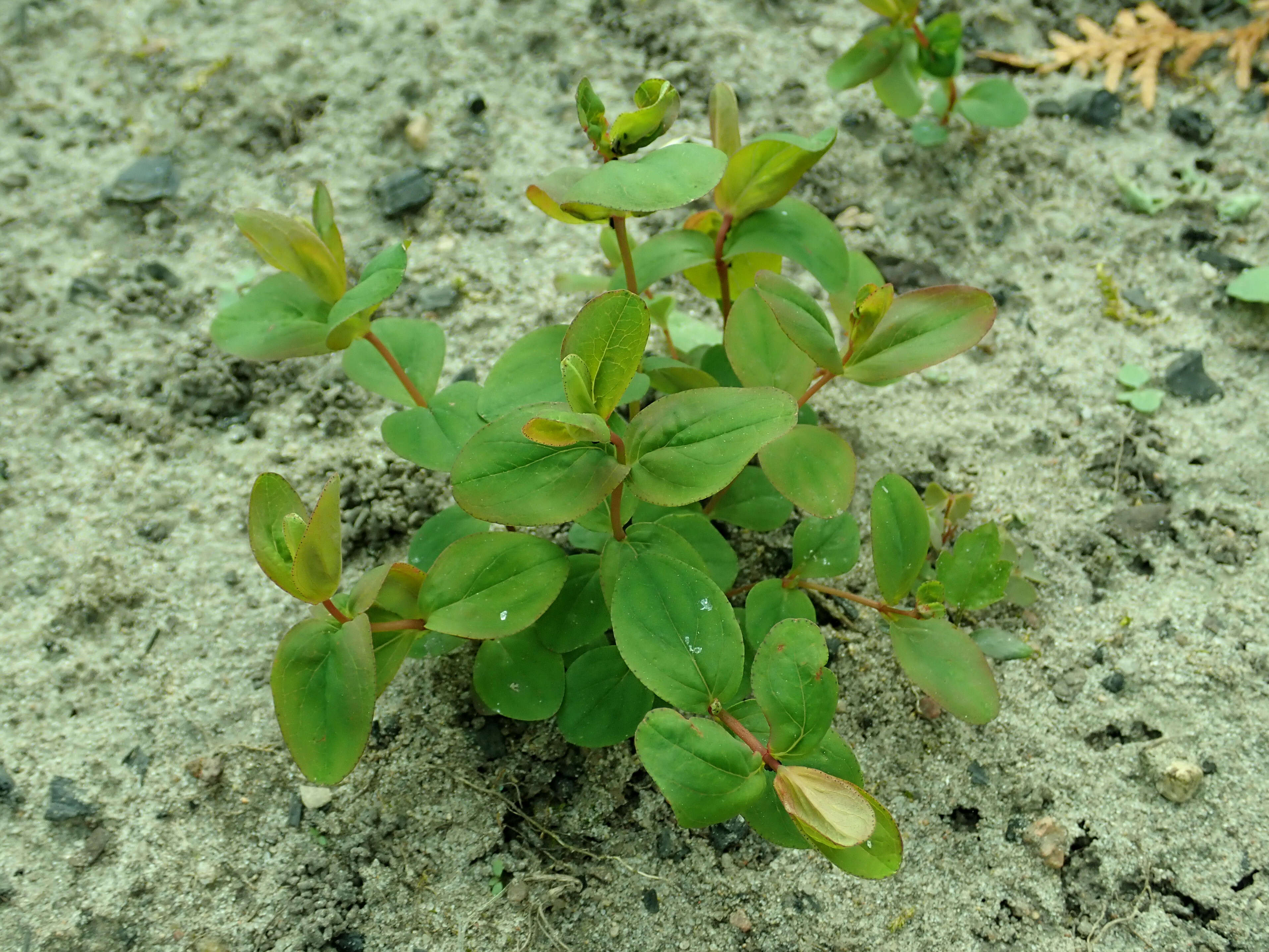 Image of mountain St. John's Wort