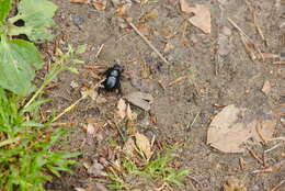 Image of Anoplotrupes