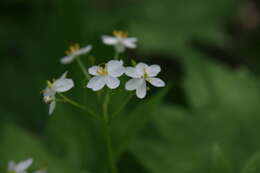 Image of American umbrellaleaf