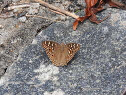 Image of Junonia lemonias Linnaeus 1758