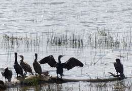 Image of White-breasted Cormorant