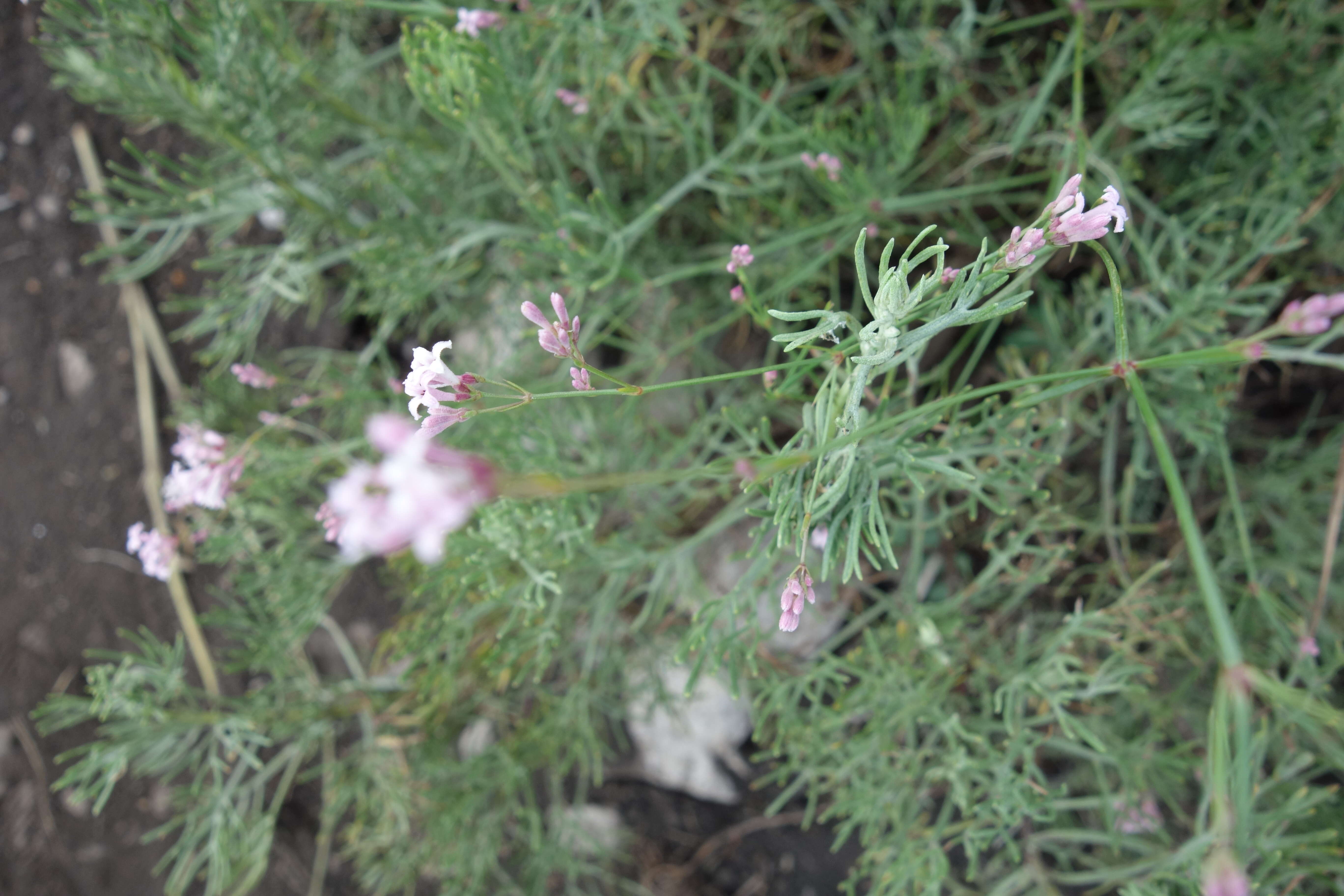 Image of perennial savory