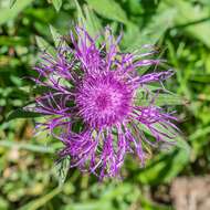 Centaurea nervosa Willd. resmi