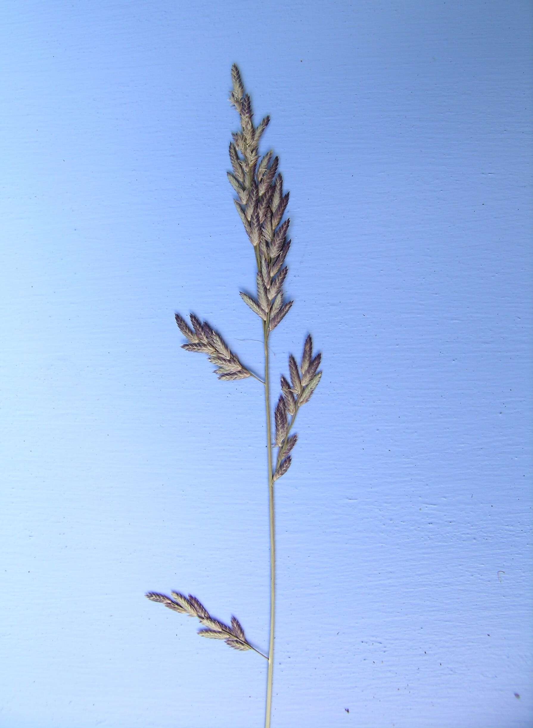 Image of Brown's lovegrass