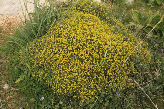 Слика од Euphorbia melitensis Parl.