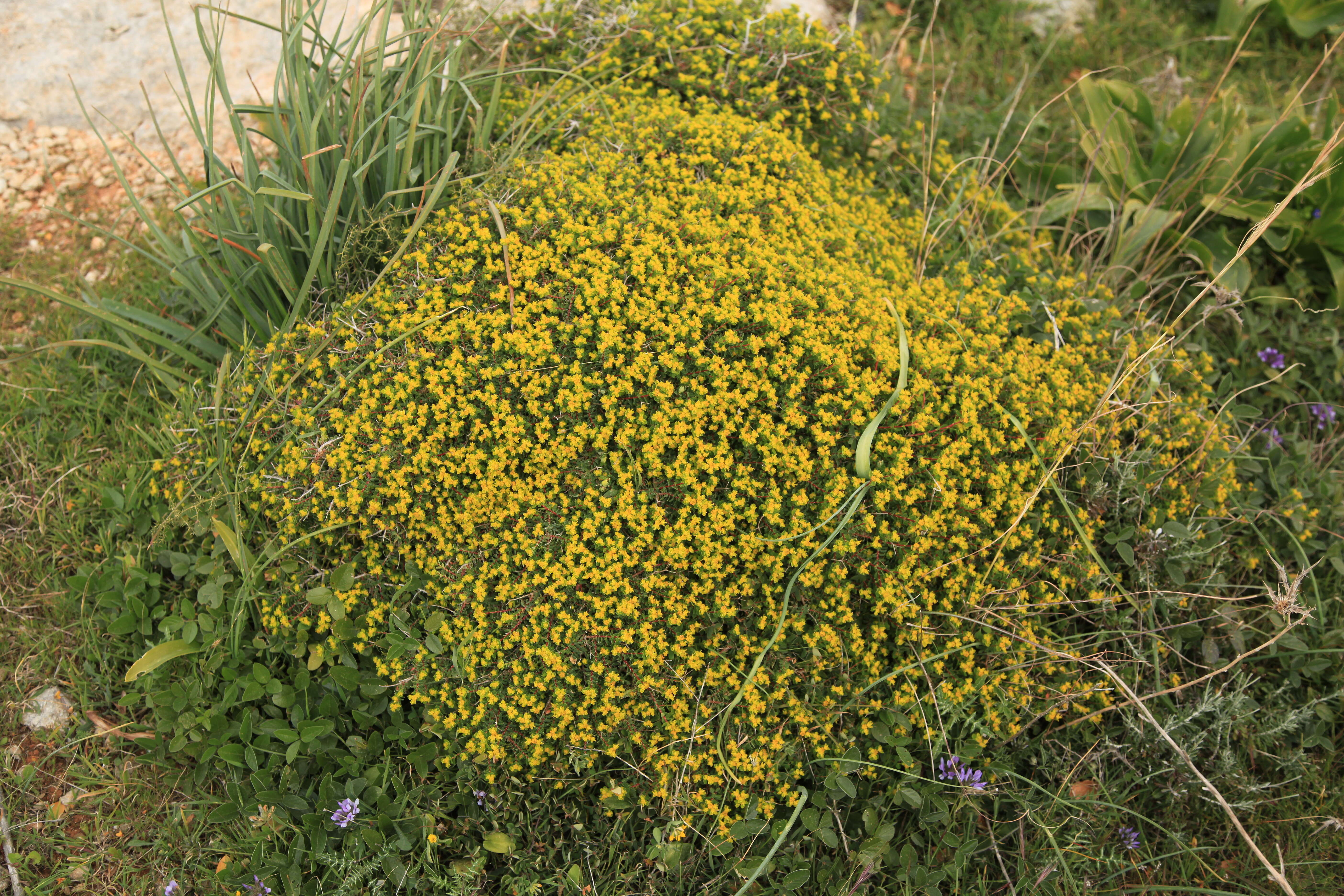 Imagem de Euphorbia melitensis Parl.