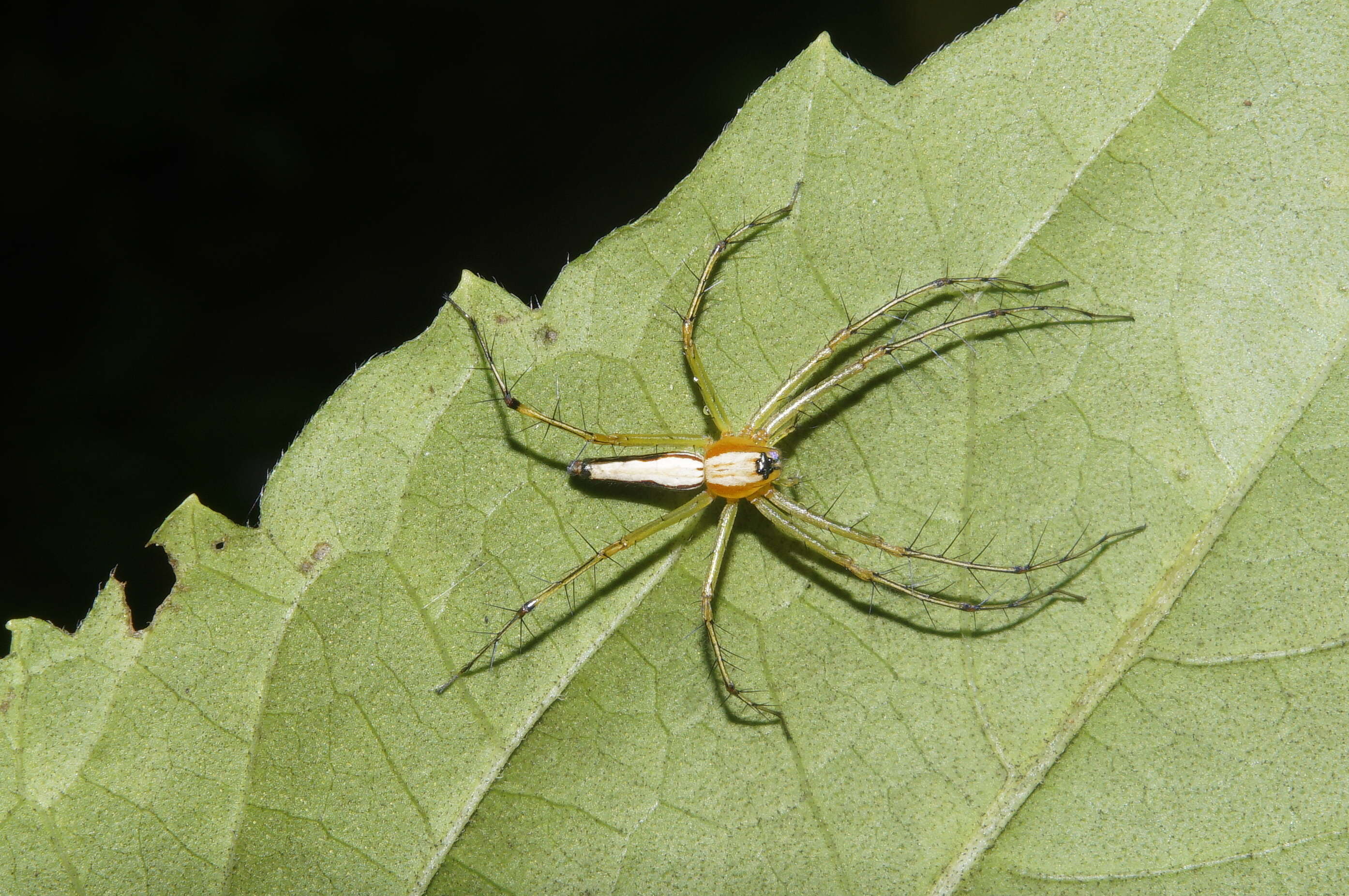 Image of Oxyopes shweta Tikader 1970