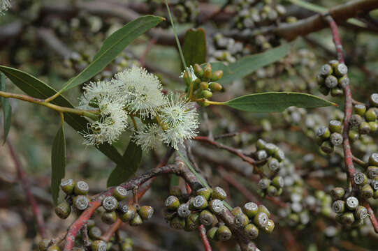 Слика од Eucalyptus effusa M. I. H. Brooker