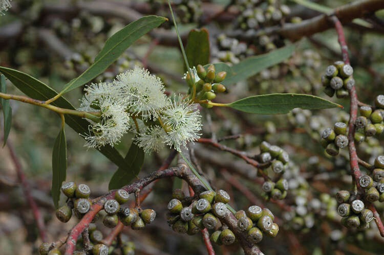 Image of Eucalyptus effusa M. I. H. Brooker