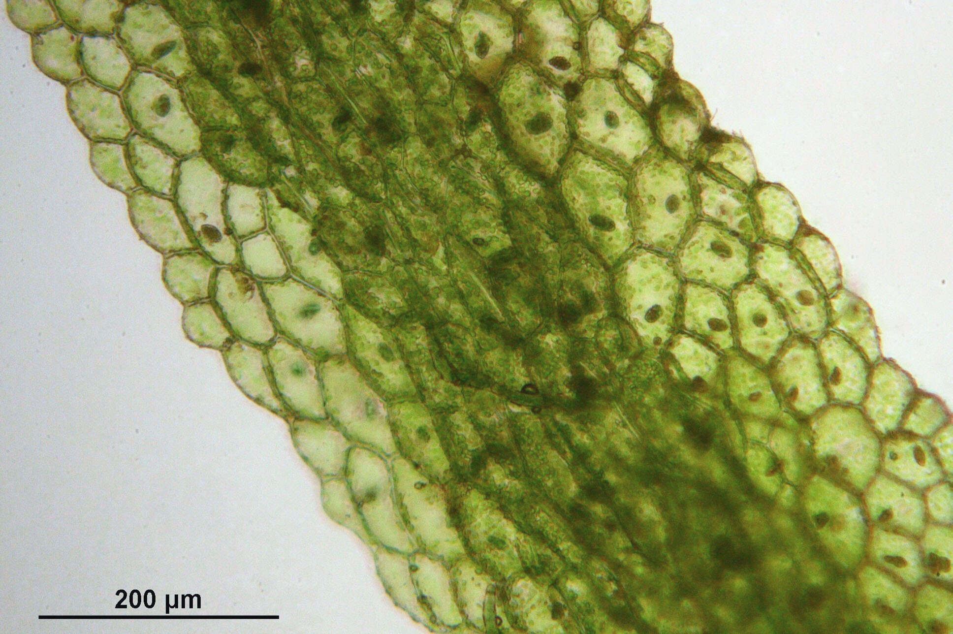 Image of Riccardia multifida (L.) Gray