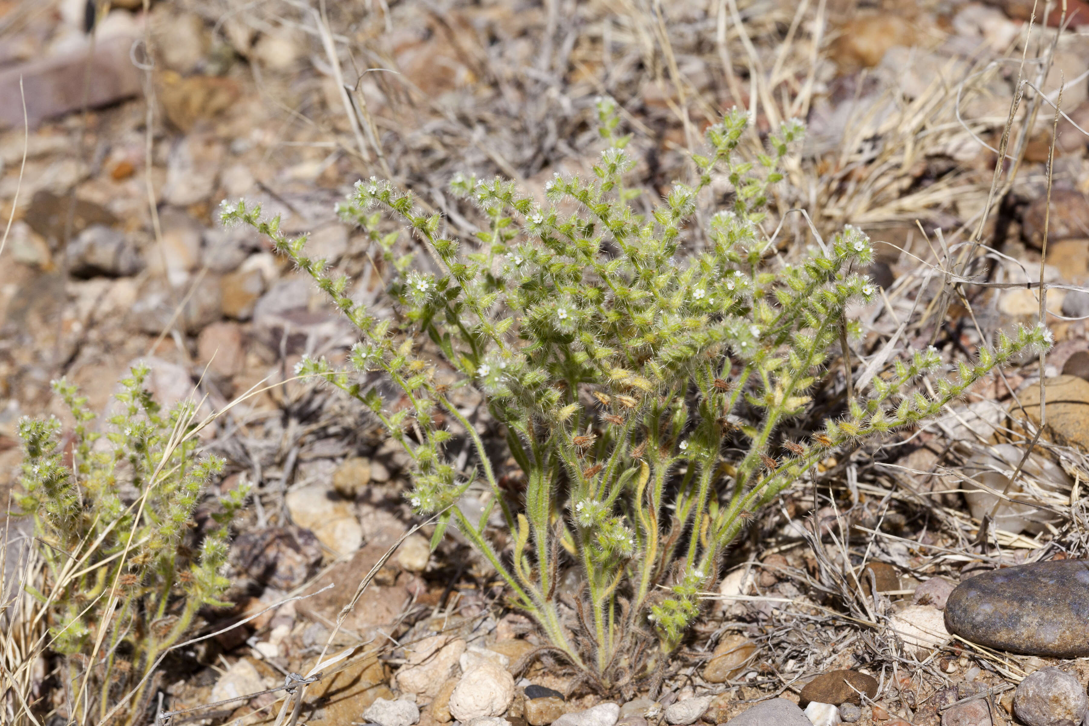 Image of thicksepal cryptantha