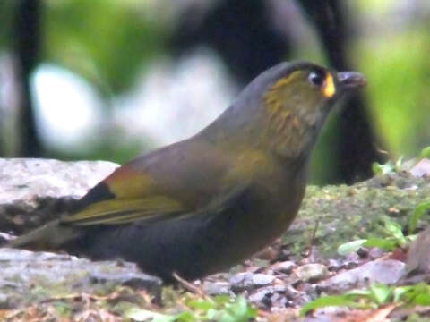 Image of Liocichla Swinhoe 1877