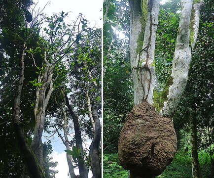 Image of Caryodendron orinocense H. Karst.