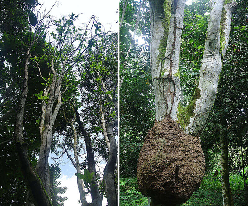 Imagem de Caryodendron orinocense H. Karst.