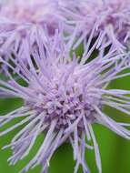 Image of blue mistflower