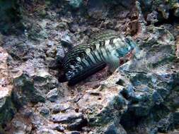 Image of Coral Blenny