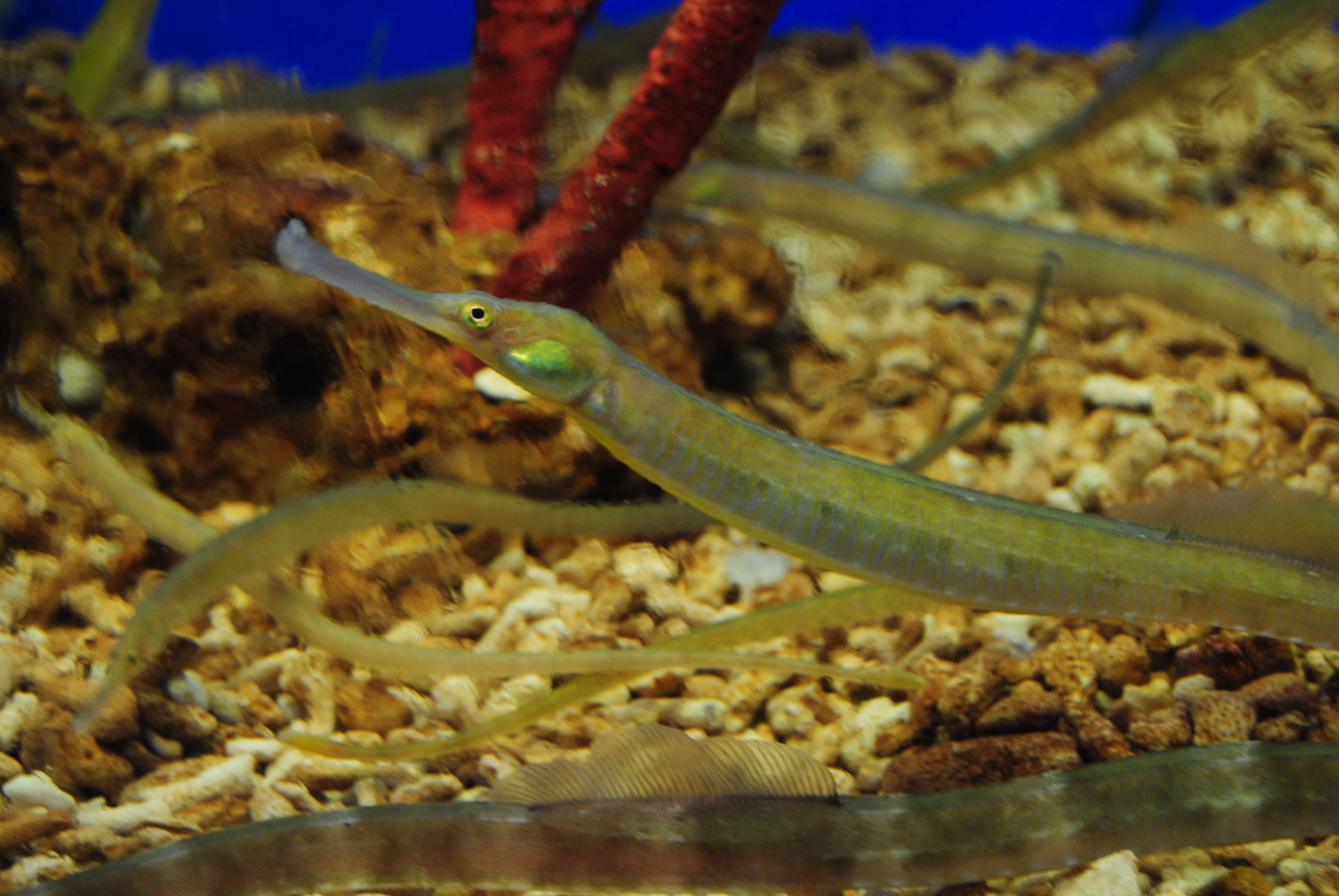 Image of Common Pipefish