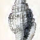Sivun Hemilienardia chrysoleuca (Melvill 1923) kuva