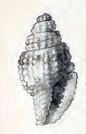 Image of Hemilienardia chrysoleuca (Melvill 1923)
