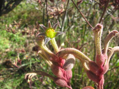 Image of Anigozanthos flavidus Redouté