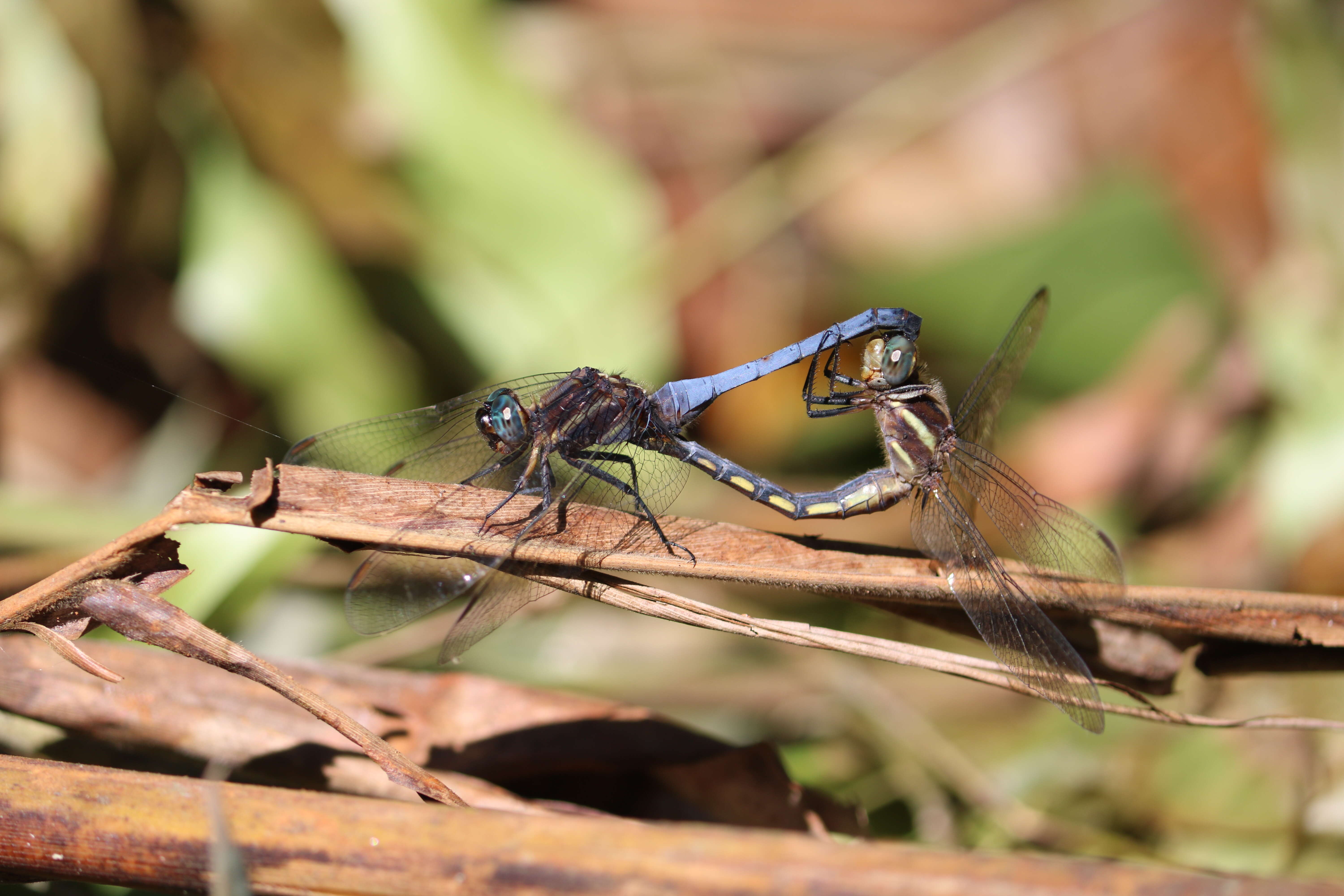 Image of blue marsh hawk