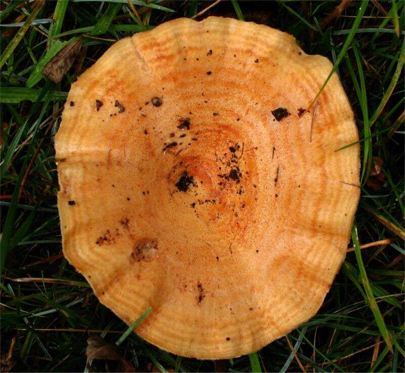 Image of Lactarius zonarius (Bull.) Fr. 1838