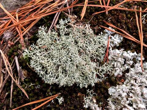 Image de Cladonia arbuscula (Wallr.) Flot.