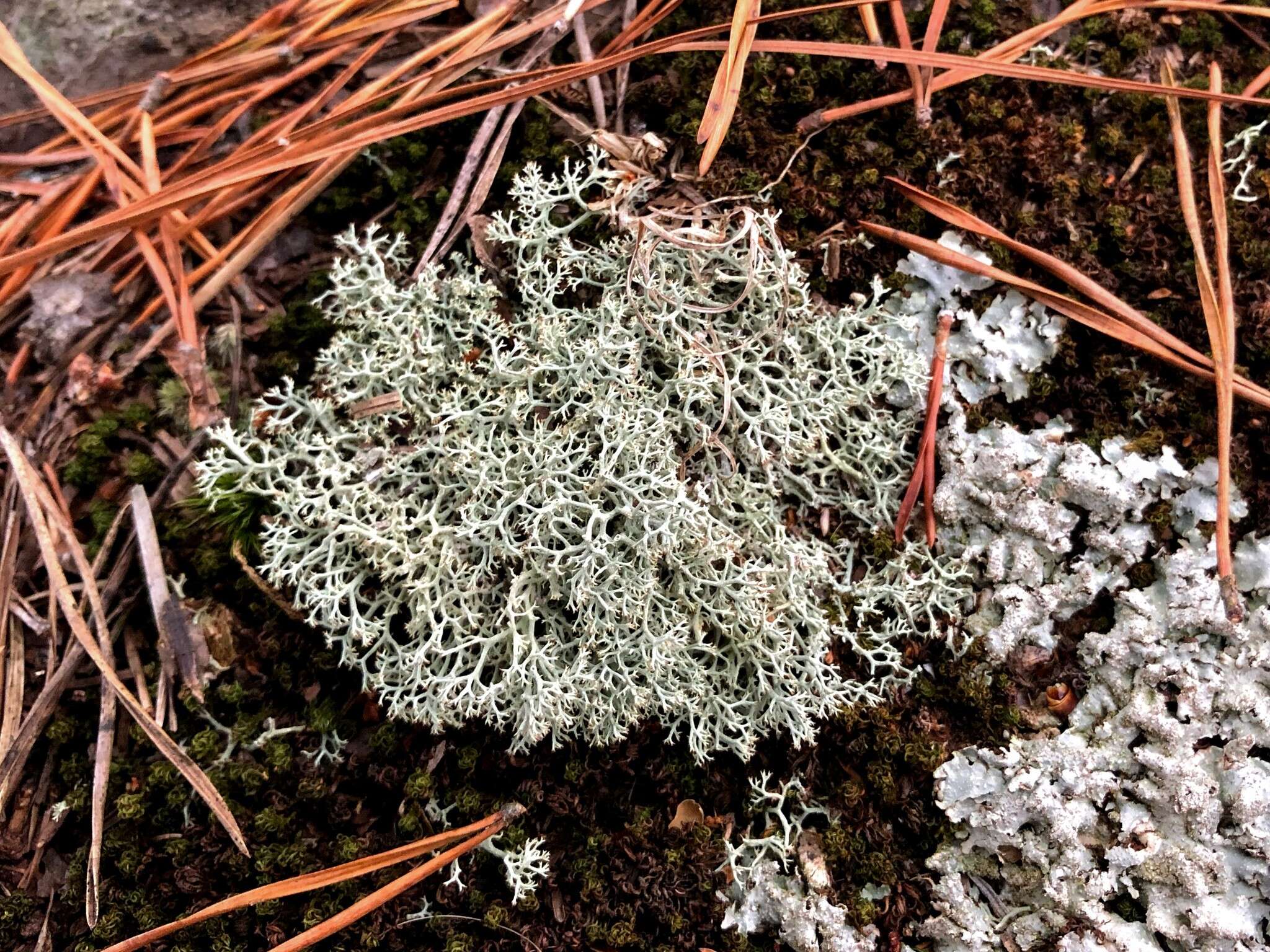 Image of reindeer lichen