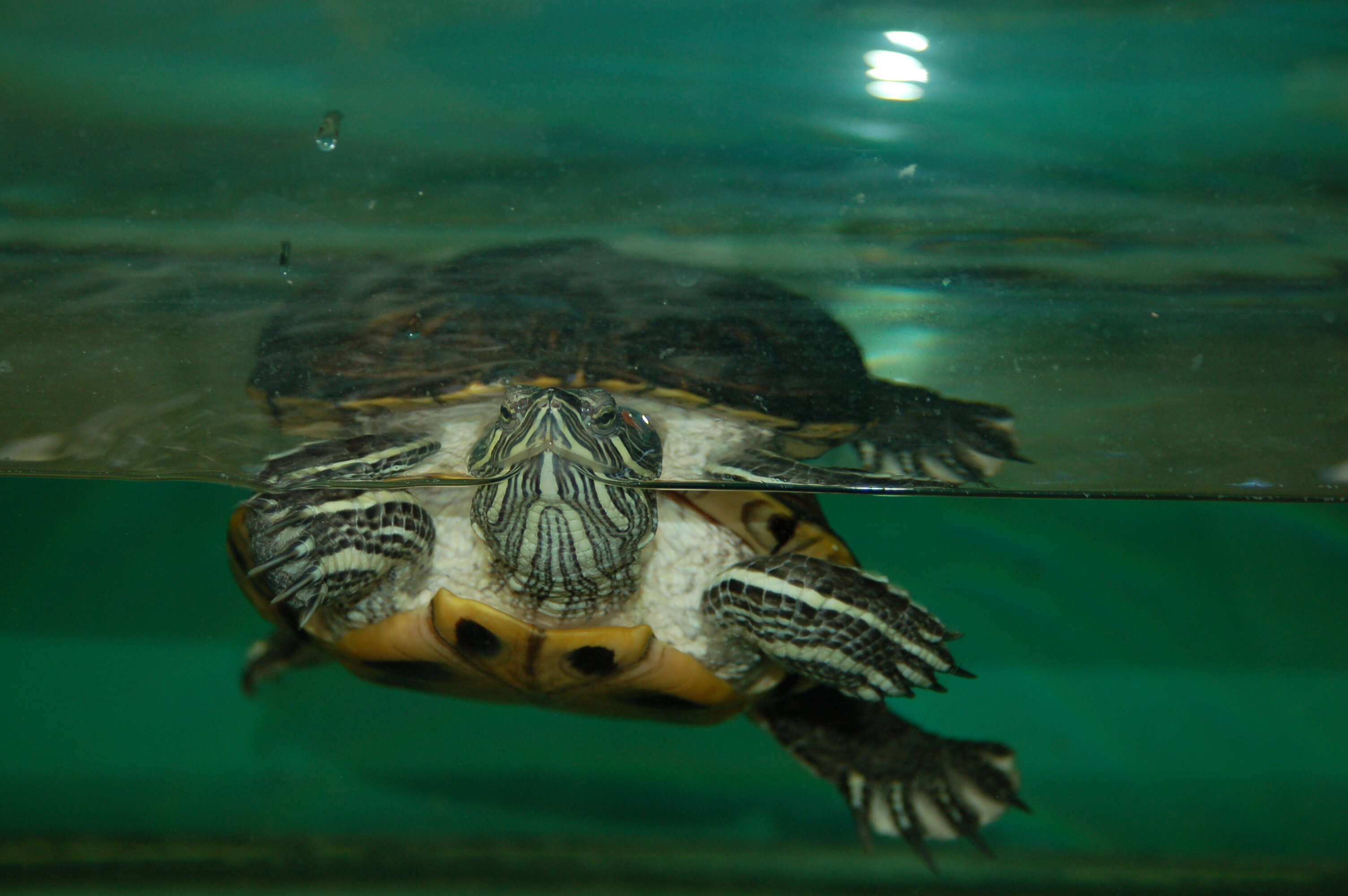 Image of slider turtle, red-eared terrapin, red-eared slider