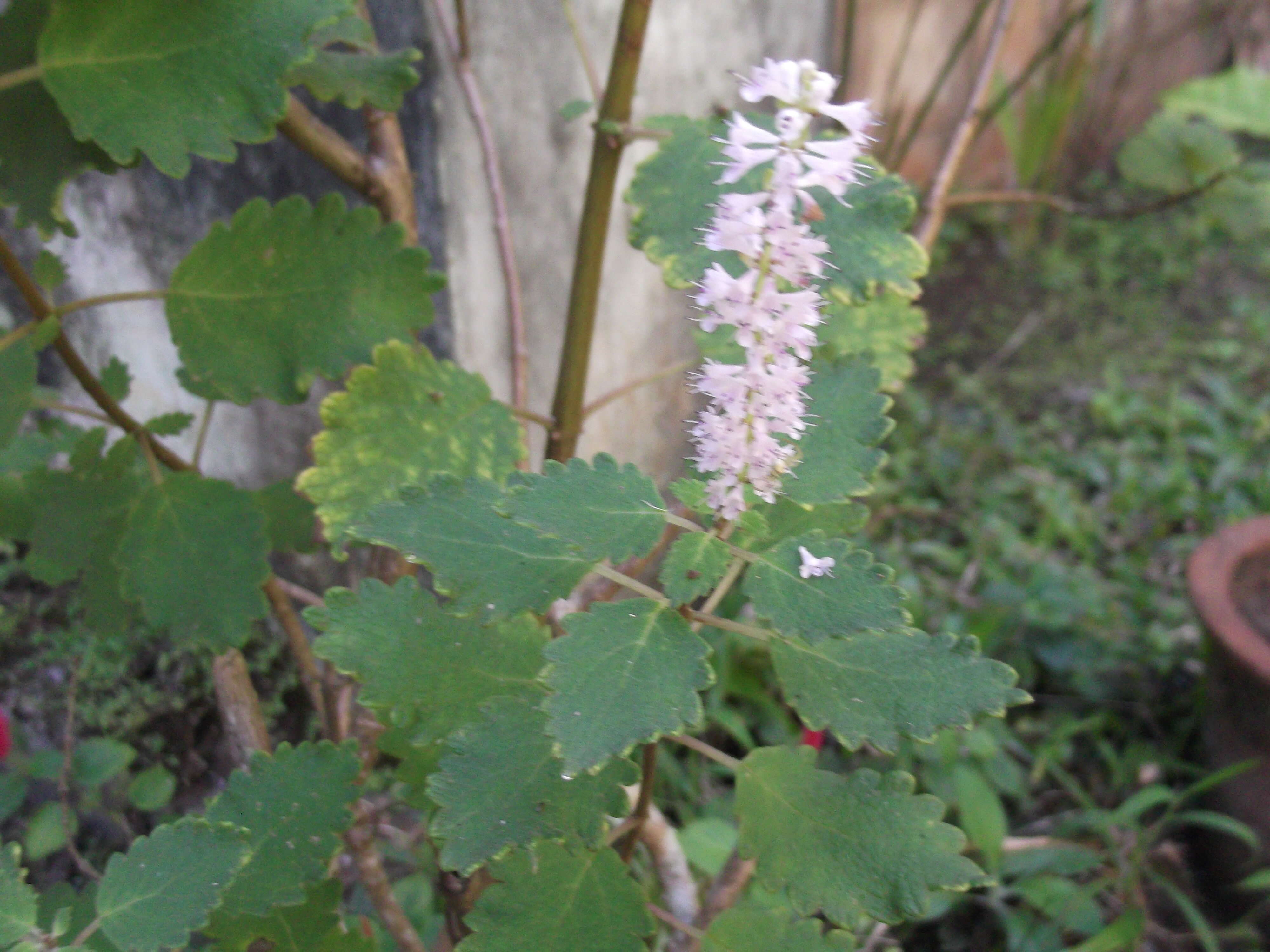 Слика од Tetradenia riparia (Hochst.) Codd