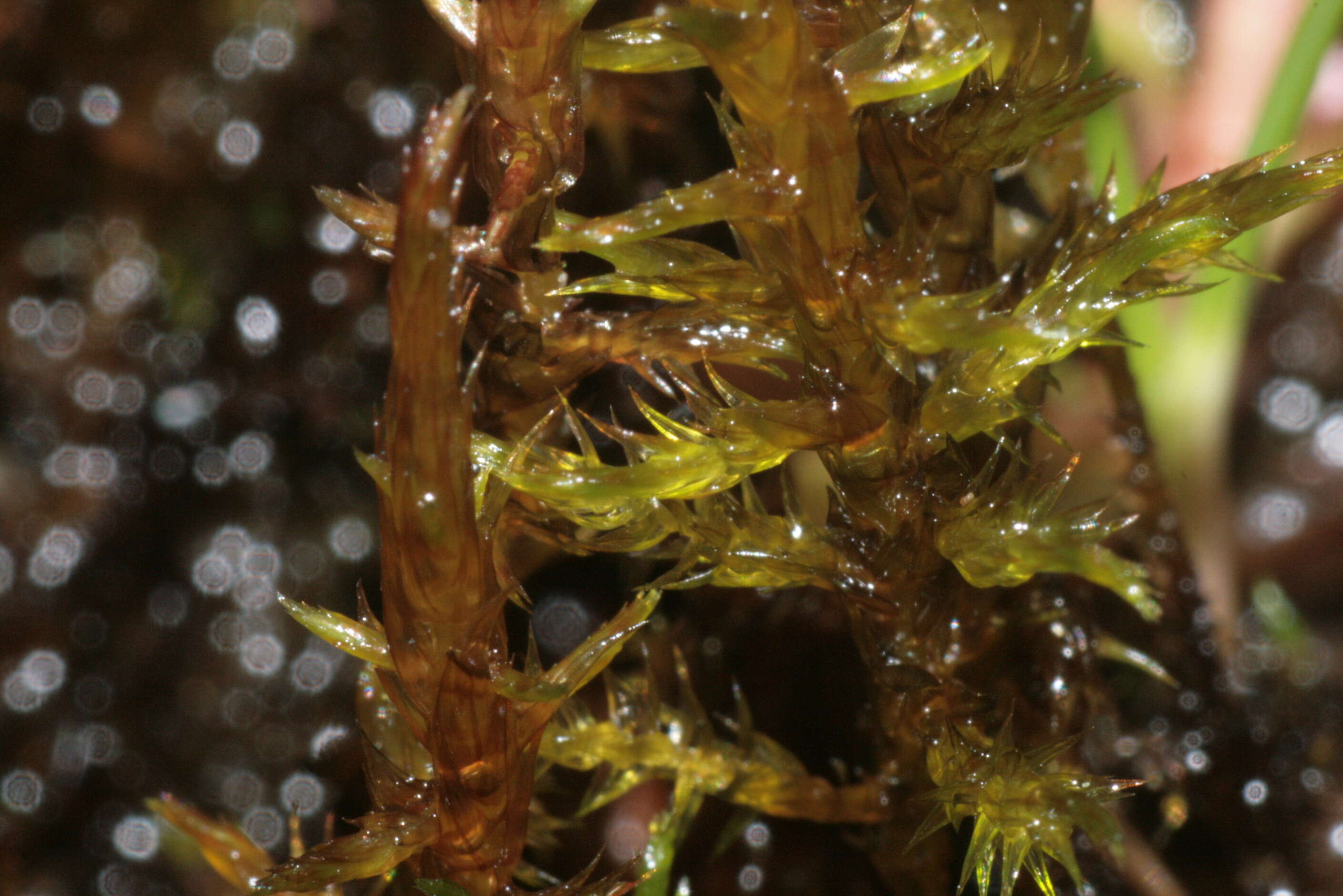 Image of hooked spring moss