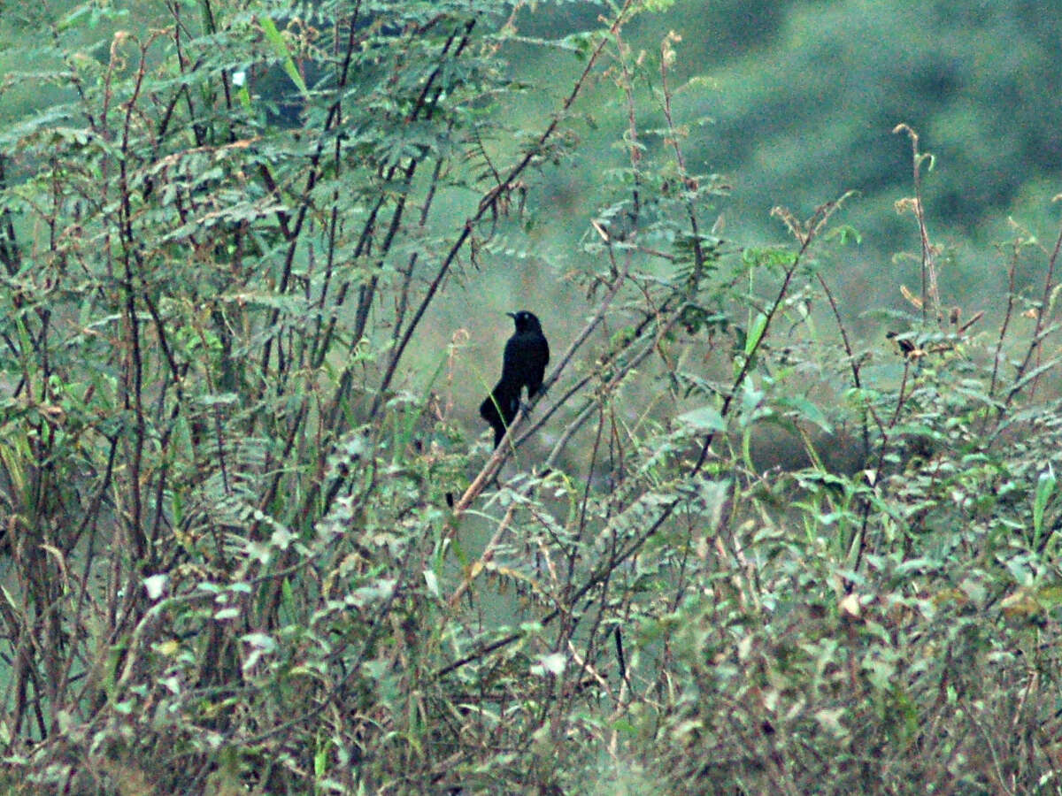 Image of Nicaraguan Grackle