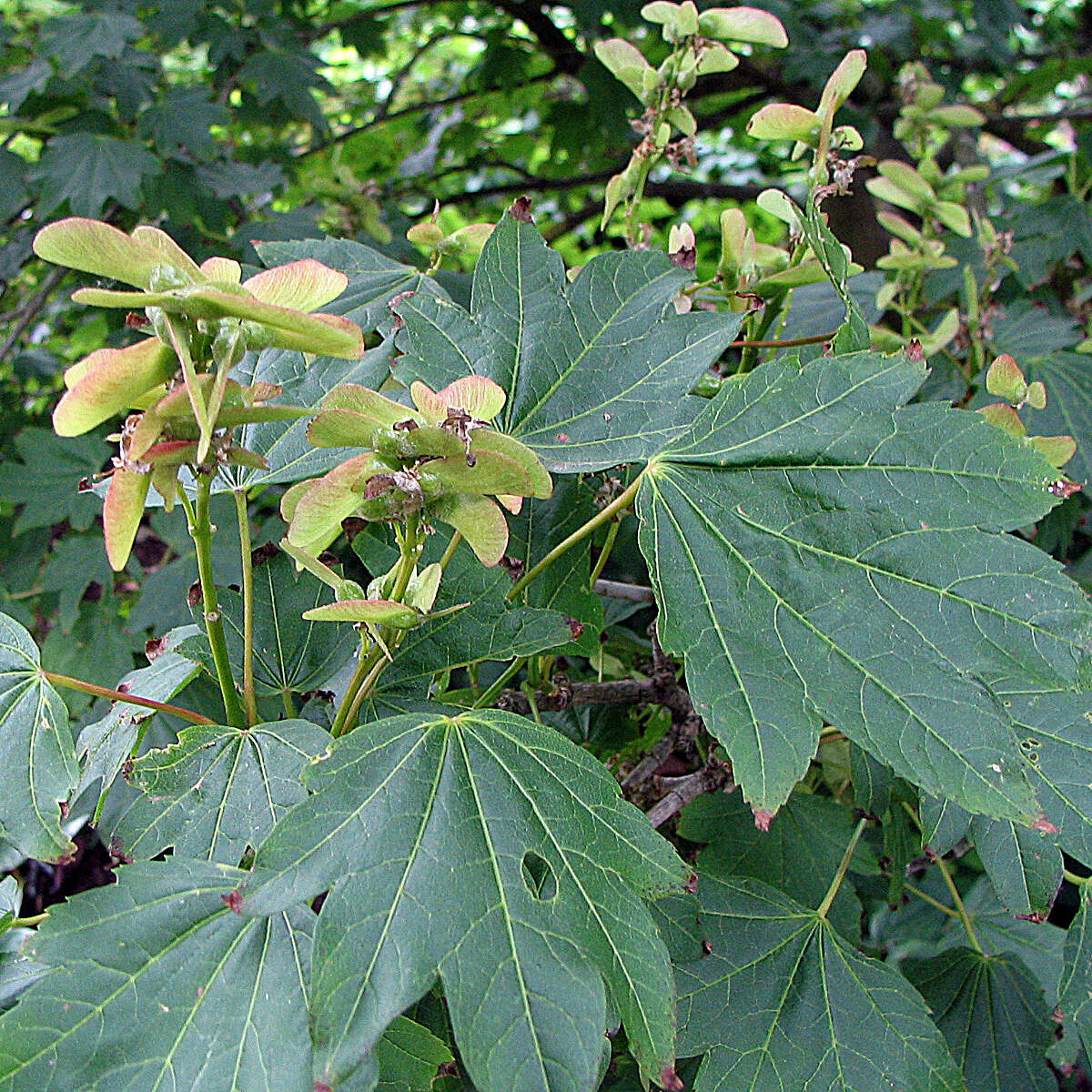 Plancia ëd Acer erianthum Schwerin