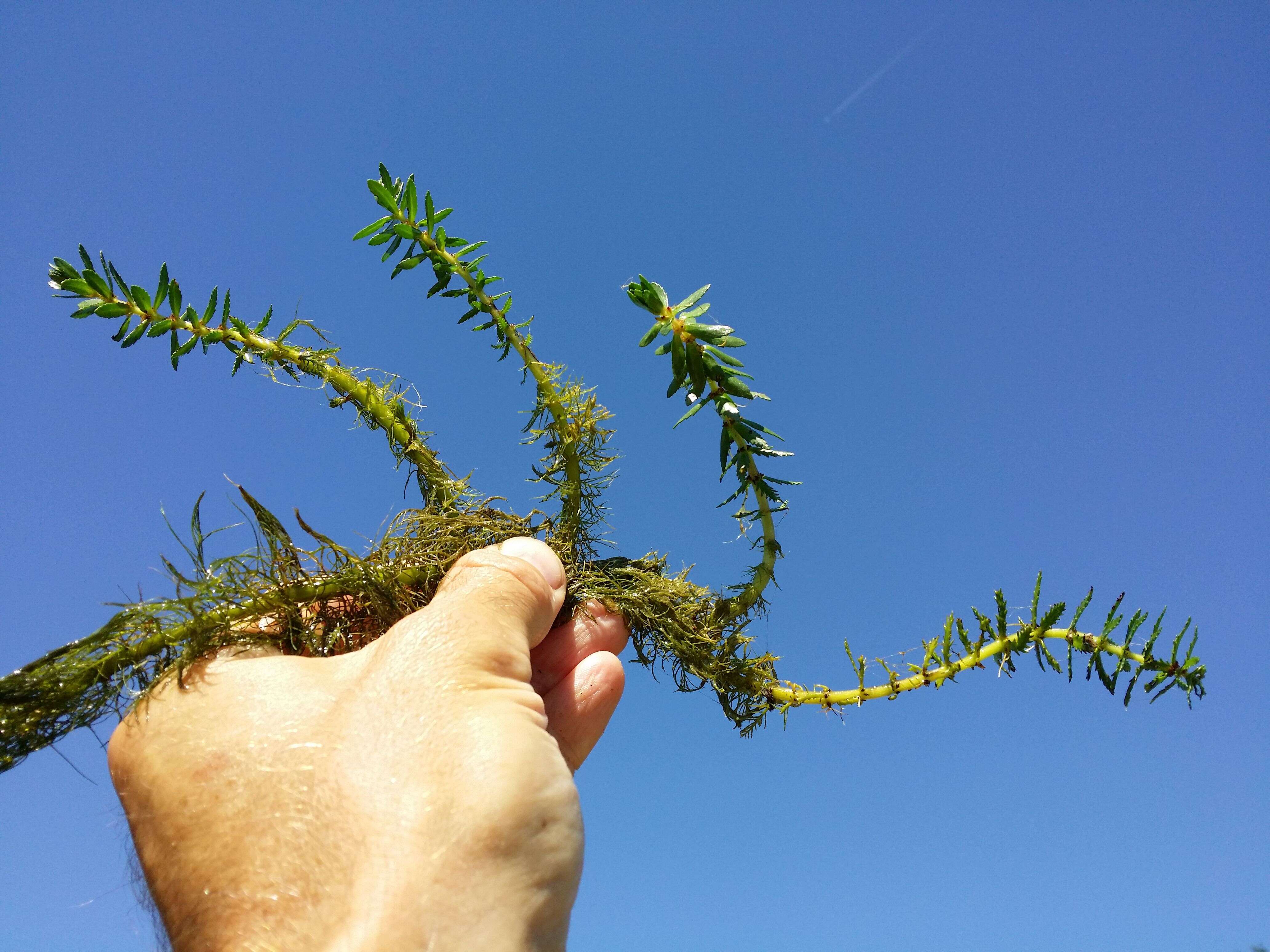 Image of twoleaf watermilfoil