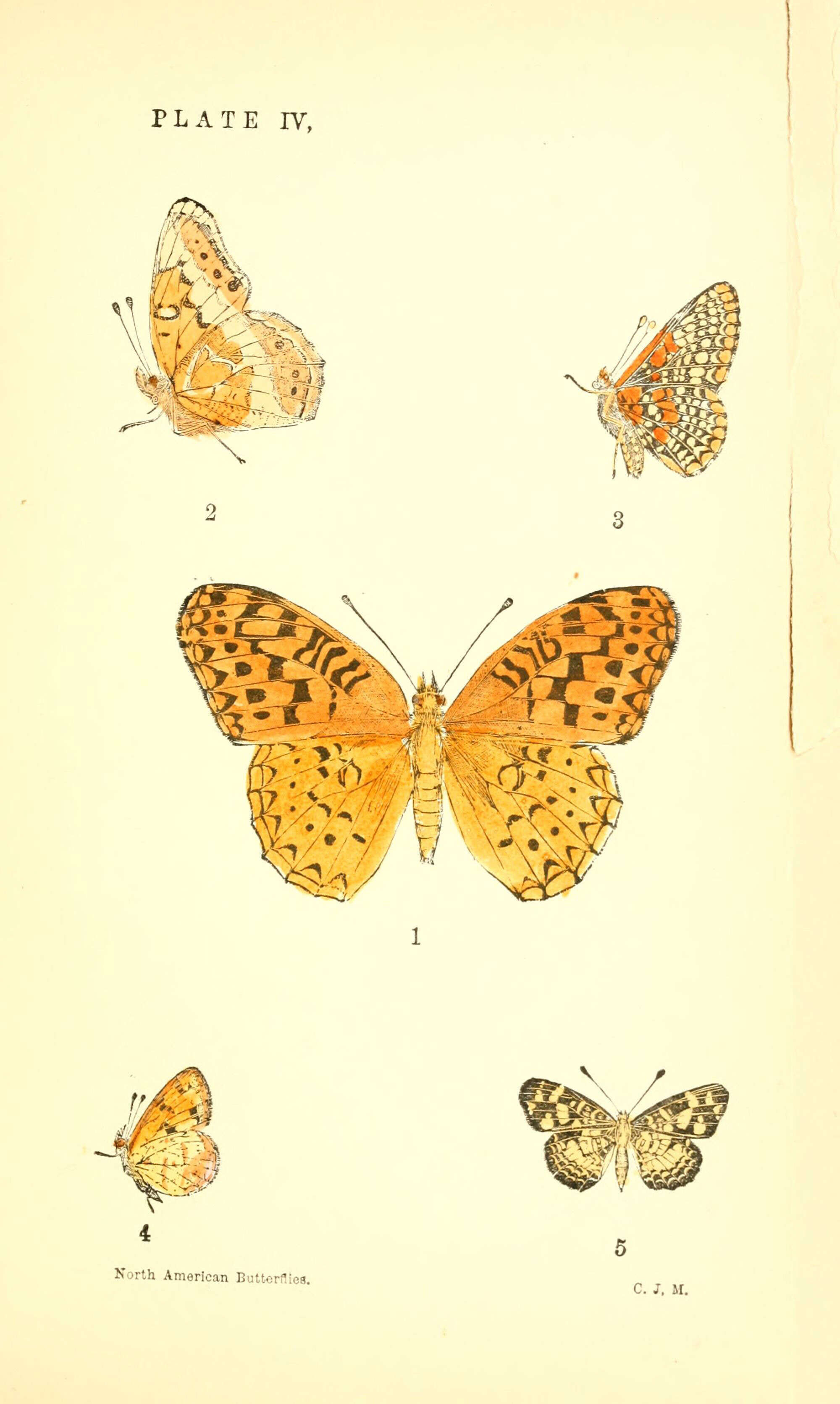 Image of Baltimore Checkerspot