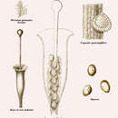 Plancia ëd Cephalomanes atrovirens Presl