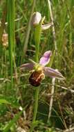 Image of Bee orchid